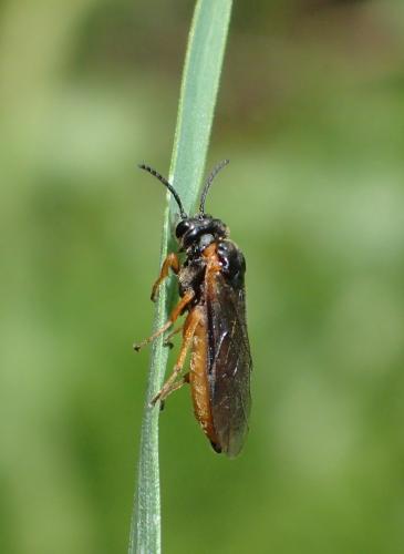 Monostegia abdominalis
